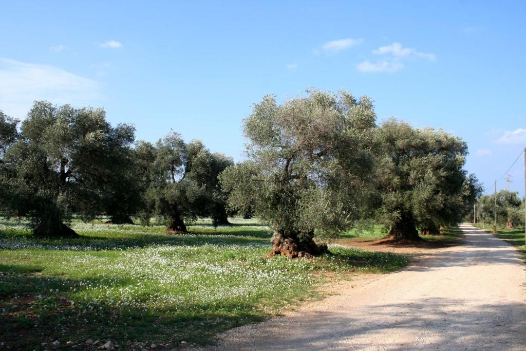 Masseria Morrone Ostuni Rom bilde